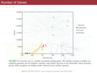 Slides for UC Davis EVE161 Course Taught by Jonathan Eisen Winter 2014
Number of GenesDNA or selﬁsh DNA. Junk DNA appears to provide little beneﬁt or no function to the
organism. (In some cases this designation is a misnomer resulting from a lack of infor-
30,000
25,000
20,000
15,000
10,000
5,000
0
Bacteria
Genes
Genome size
105 106 107 108 109 1010
Eukaryotes
Viruses
Archaea
FIGURE 7.3. Genome size vs. number of protein-coding genes. The number of genes is highly cor-
related to genome size for bacteria, archaea, and viruses, but less so for eukaryotes. Many archaeal
points (blue triangles) are hidden under bacterial ones (yellow squares).
 