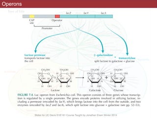 Slides for UC Davis EVE161 Course Taught by Jonathan Eisen Winter 2014
OperonsORIGIN AND DIVERSIFICATION OF LIFE
lacZ
CAP
site
Operator
Promoter
Lactose permease
transports lactose into
the cell
transacetylase+
split lactose to galactose + glucose
CH2OH
OH
OH
H H
H
H OH
H
O
O
-galactosidase
lacY lacA
OH
H
CH2OH
OH
OH
H
H
H OH
H
O OH
H
CH2OH
H
OH
OH
H
H OH
H
O OH
H
CH2OH
H
OH
H H
H
H OH
Lactose Galactose
+
Glucose
H
O
FIGURE 7.4. Lac operon from Escherichia coli. This operon consists of three genes whose transcrip-
tion is regulated by a single promoter. The genes encode proteins involved in utilizing lactose, in-
cluding a permease (encoded by lacY), which brings lactose into the cell from the outside, and two
enzymes (encoded by lacZ and lacA), which split lactose into glucose + galactose (see pp. 52–53).
mation. Some stretches of “junk DNA” have been determined to be involved in gene reg-
 