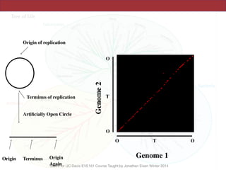 Slides for UC Davis EVE161 Course Taught by Jonathan Eisen Winter 2014
Origin of replication
Terminus of replication
Artiﬁcially Open Circle
Origin Terminus Origin
Again
Genome 1
Genome2
O T O
O
O
T
 