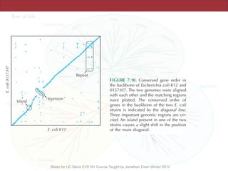 Slides for UC Davis EVE161 Course Taught by Jonathan Eisen Winter 2014
E. coli K12
Island
Inversion
Repeat
E.coli0157:H7
FIGURE 7.10. Conserved gene order in
the backbone of Escherichia coli K12 and
0157:H7. The two genomes were aligned
with each other and the matching regions
were plotted. The conserved order of
genes in the backbone of the two E. coli
strains is indicated by the diagonal line.
Three important genomic regions are cir-
cled. An island present in one of the two
strains causes a slight shift in the position
of the main diagonal.
AND DIVERSIFICATION OF LIFE
they also occur in virtually the same order in both strains (Fig. 7.10). The genes unique
to each strain are clustered into “islands” interspersed among the stretches of common
genes. Similar patterns of DNA “islands” within a conserved genome backbone have
been found among other related bacteria or archaea.
 