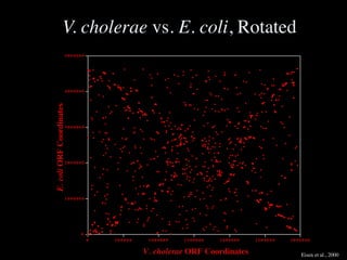 Slides for UC Davis EVE161 Course Taught by Jonathan Eisen Winter 2014
V. cholerae vs. E. coli, Rotated
0
1 0 0 0 0 0 0
2 0 0 0 0 0 0
3 0 0 0 0 0 0
4 0 0 0 0 0 0
5 0 0 0 0 0 0
E.coliORFCoordinates
0 5 0 0 0 0 0 1 0 0 0 0 0 0 1 5 0 0 0 0 0 2 0 0 0 0 0 0 2 5 0 0 0 0 0 3 0 0 0 0 0 0
V. cholerae ORF Coordinates Eisen et al., 2000
 