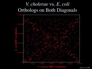 Slides for UC Davis EVE161 Course Taught by Jonathan Eisen Winter 2014
V. cholerae vs. E. coli 
Orthologs on Both Diagonals
0
1 0 0 0 0 0 0
2 0 0 0 0 0 0
3 0 0 0 0 0 0
4 0 0 0 0 0 0
5 0 0 0 0 0 0
E.coliORFCoordinates
0 5 0 0 0 0 0 1 0 0 0 0 0 0 1 5 0 0 0 0 0 2 0 0 0 0 0 0 2 5 0 0 0 0 0 3 0 0 0 0 0 0
V. cholerae ORF Coordinates Eisen et al., 2000
 