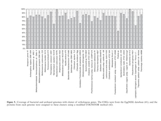 corresponds to the ‘cloud’ (24 000 clusters) that consists
of genes shared by a small number of organisms. The pos-
sibility exists that the size of the cloud is somewhat inﬂated,
0%
10%
20%
30%
40%
50%
60%
70%
80%
90%
100%
AeropyrumpernixK1
ArchaeoglobusfulgidusDSM4304
Halobacteriumsp.NRC-1
Methanothermobacterthermautotrophicusstr.DeltaH
MethanocaldococcusjannaschiiDSM2661
MethanosarcinaacetivoransC2A
MethanopyruskandleriAV19
PyrococcushorikoshiiOT3
ThermoplasmavolcaniumGSS1
NanoarchaeumequitansKin4-M
MycobacteriumtuberculosisH37Rv
StreptomycescoelicolorA3(2)
BifidobacteriumlongumNCC2705
AquifexaeolicusVF5
BacteroidesthetaiotaomicronVPI-5482
SalinibacterruberDSM13855
ChlorobiumtepidumTLS
ChlamydiamuridarumNigg
CandidatusProtochlamydiaamoebophilaUWE25
Dehalococcoidesethenogenes195
Synechocystissp.PCC6803
AnabaenavariabilisATCC29413
Prochlorococcusmarinussubsp.marinusstr.CCMP1375
DeinococcusradioduransR1
ThermusthermophilusHB27
SolibacterusitatusEllin6076
Bacillussubtilissubsp.subtilisstr.168
Lactococcuslactissubsp.lactisIl1403
ClostridiumacetobutylicumATCC824
MesoplasmaflorumL1
Fusobacteriumnucleatumsubsp.nucleatumATCC25586
Pirellulasp.
Agrobacteriumtumefaciensstr.C58
BurkholderiamalleiATCC23344
Desulfovibriovulgarissubsp.vulgarisstr.Hildenborough
EscherichiacoliK12
PseudomonasaeruginosaPAO1
LeptospirainterrogansserovarCopenhagenistr.FiocruzL1-…
Treponemapallidumsubsp.pallidumstr.Nichols
ThermotogamaritimaMSB8
Figure 5. Coverage of bacterial and archaeal genomes with cluster of orthologous genes. The COGs were from the EggNOG database (41), and the
proteins from each genome were assigned to these clusters using a modiﬁed COGNITOR method (42).
7000
8000
9000
OGs
(a)
6692 Nucleic Acids Research, 2008, Vol. 36, No. 21
 