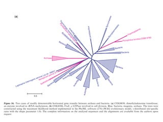 Bacteria
Acidobacteria
Pyrobaculum
aerophilum
Therm
otoga
m
aritim
a
M
SB8Bacteria
Lactobacillus
Spirochaetes
M
ycoplasm
atales
Thermoplasma
Picrophilus torridus DSM 9790
Bacteria
Bacteria
Bacteria
Bacteria
Bacteria
Bacteria
BacteriaBacteria
Bacteria
SulfolobusAeropyrum pernix K1
Leptospira interrogans serovar Lai str. 56601
Archaea
Bacteria
Bacteria
a
Colwellia psychrerythraea
Arch
0.5
(a)
(b)
Nucleic Acids Research, 2008, Vol. 36, No. 21
eria
Bacteria
Bacteria
Bacteria
Bacteria
Bacteria
Bacteria
Bacteria
Bacteria
Mycoplasmasynoviae53
Archaea
Dehalococcoidessp.CBDB1
M
ethanosarcinaceae
Pyrococcus horikoshii OT3
Archaea
Archaea
Mycoplasmatales
Therm
oplasm
a
acidophilum
DSM
1728
Thermoplasma
Colwellia psychrerythraea 34H
Archaea
1
0.5
(b)
Figure 16. Two cases of readily demonstrable horizontal gene transfer between archaea and bacteria. (a) COG0030, dimethyladenosine transferase,
an enzyme involved in rRNA methylation. (b) COG0206, FtsZ, a GTPase involved in cell division. Blue, bacteria; magenta, archaea. The trees were
constructed using the maximum likelihood method implemented in the PhyML software (278) (WAG evolutionary model; g-distributed site-speciﬁc
rates with the shape parameter 1.0). The complete information on the analyzed sequences and the alignments are available from the authors upon
request.
 
