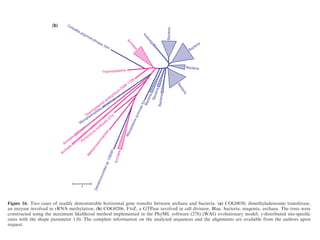 ‘highways’ of HGT that connect closely related or habitat- replication are much less prone to HGT than operational
a
Bacteria
Bacteria
Bacteria
Bacteria
Bacteria
Bacteria
Bacteria
Bacteria
Mycoplasmasynoviae53
Archaea
Dehalococcoidessp.CBDB1
M
ethanosarcinaceae
Pyrococcus horikoshii OT3
Archaea
Archaea
Mycoplasmatales
Therm
oplasm
a
acidophilum
DSM
1728
Thermoplasma
Colwellia psychrerythraea 34H
Archaea
1
0.5
(b)
Figure 16. Two cases of readily demonstrable horizontal gene transfer between archaea and bacteria. (a) COG0030, dimethyladenosine transferase,
an enzyme involved in rRNA methylation. (b) COG0206, FtsZ, a GTPase involved in cell division. Blue, bacteria; magenta, archaea. The trees were
constructed using the maximum likelihood method implemented in the PhyML software (278) (WAG evolutionary model; g-distributed site-speciﬁc
rates with the shape parameter 1.0). The complete information on the analyzed sequences and the alignments are available from the authors upon
request.
eria
Bacteria
Bacteria
Bacteria
Bacteria
Bacteria
Bacteria
Bacteria
Bacteria
Mycoplasmasynoviae53
Archaea
Dehalococcoidessp.CBDB1
M
ethanosarcinaceae
Pyrococcus horikoshii OT3
Archaea
Archaea
Mycoplasmatales
Therm
oplasm
a
acidophilum
DSM
1728
Thermoplasma
Colwellia psychrerythraea 34H
Archaea
1
0.5
(b)
Figure 16. Two cases of readily demonstrable horizontal gene transfer between archaea and bacteria. (a) COG0030, dimethyladenosine transferase,
an enzyme involved in rRNA methylation. (b) COG0206, FtsZ, a GTPase involved in cell division. Blue, bacteria; magenta, archaea. The trees were
constructed using the maximum likelihood method implemented in the PhyML software (278) (WAG evolutionary model; g-distributed site-speciﬁc
rates with the shape parameter 1.0). The complete information on the analyzed sequences and the alignments are available from the authors upon
request.
 