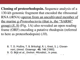 Cloning of proteorhodopsin. Sequence analysis of a
130-kb genomic fragment that encoded the ribosomal
RNA (rRNA) operon from an uncultivated member of
the marine g-Proteobacteria (that is, the “SAR86”
group) (8, 9) (Fig. 1A) also revealed an open reading
frame (ORF) encoding a putative rhodopsin (referred
to here as proteorhodopsin) (10).
 