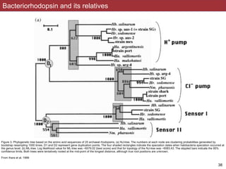 Bacteriorhodopsin and its relatives
Figure 3. Phylogenetic tree based on the amino acid sequences of 25 archaeal rhodopsins. (a) NJ-tree. The numbers at each node are clustering probabilities generated by
bootstrap resampling 1000 times. D1 and D2 represent gene duplication points. The four shaded rectangles indicate the speciation dates when halobacteria speciation occurred at
the genus level. (b) ML-tree. Log likelihood value for ML-tree was −6579.02 (best score) and that for topology of the NJ-tree was −6583.43. The stippled bars indicate the 95%
confidence limits. Both trees were tentatively rooted at the mid-point of the longest distance, although true root positions are unknown.
From Ihara et al. 1999
!38
 