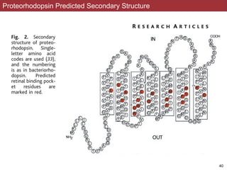 Proteorhodopsin Predicted Secondary Structure
Fig. 2. Secondary
structure of proteo-
rhodopsin. Single-
letter amino acid
codes are used (33),
and the numbering
is as in bacteriorho-
dopsin. Predicted
retinal binding pock-
et residues are
marked in red.
R E S E A R C H A R T I C L E S
!40
 