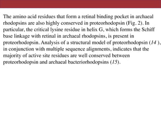 The amino acid residues that form a retinal binding pocket in archaeal
rhodopsins are also highly conserved in proteorhodopsin (Fig. 2). In
particular, the critical lysine residue in helix G, which forms the Schiff
base linkage with retinal in archaeal rhodopsins, is present in
proteorhodopsin. Analysis of a structural model of proteorhodopsin (14 ),
in conjunction with multiple sequence alignments, indicates that the
majority of active site residues are well conserved between
proteorhodopsin and archaeal bacteriorhodopsins (15).
 