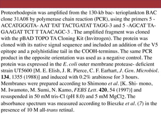 Proteorhodopsin was ampliﬁed from the 130-kb bac- terioplankton BAC
clone 31A08 by polymerase chain reaction (PCR), using the primers 5 -
ACCATGGGTA- AAT TAT TACTGATAT TAGG-3 and 5 -AGCAT TA-
GAAGAT TCT T TAACAGC-3 . The ampliﬁed fragment was cloned
with the pBAD TOPO TA Cloning Kit (Invitrogen). The protein was
cloned with its native signal sequence and included an addition of the V5
epitope and a polyhistidine tail in the COOH-terminus. The same PCR
product in the opposite orientation was used as a negative control. The
protein was expressed in the E. coli outer membrane protease- deﬁcient
strain UT5600 [M. E. Elish, J. R. Pierce, C. F. Earhart, J. Gen. Microbiol.
134, 1355 (1988)] and induced with 0.2% arabinose for 3 hours.
Membranes were prepared according to Shimono et al. [K. Shi- mono,
M. Iwamoto, M. Sumi, N. Kamo, FEBS Lett. 420, 54 (1997)] and
resuspended in 50 mM tris-Cl (pH 8.0) and 5 mM MgCl2. The
absorbance spectrum was measured according to Bieszke et al. (7) in the
presence of 10 M all-trans retinal.
 