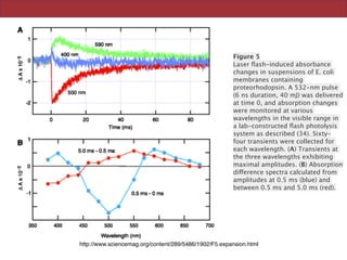 Figure 5
Laser ﬂash-induced absorbance
changes in suspensions of E. coli
membranes containing
proteorhodopsin. A 532-nm pulse
(6 ns duration, 40 mJ) was delivered
at time 0, and absorption changes
were monitored at various
wavelengths in the visible range in
a lab-constructed ﬂash photolysis
system as described (34). Sixty-
four transients were collected for
each wavelength. (A) Transients at
the three wavelengths exhibiting
maximal amplitudes. (B) Absorption
difference spectra calculated from
amplitudes at 0.5 ms (blue) and
between 0.5 ms and 5.0 ms (red).
http://www.sciencemag.org/content/289/5486/1902/F5.expansion.html
 