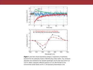 NATURE |VOL 411 |14 JUNE 2001 |www.nature.com
hn L. Spudich³, Marion Leclerc*
ute, Moss Landing, California 95039,
lar Genetics, The University of
30, USA
work
...................................................................
ining integral membrane pro-
n proton pump, was discovered
marine bacterium; however, the
c variability of this protein in
ons remain unknown. Here we
odopsin is present in oceanic
dence of an extensive family of
psin variants. The protein pig-
family seem to be spectrally
orbing light at different wave-
available in the environment.
oteorhodopsin-based phototro-
ic microbial process.
taining membrane protein that
n pump, was discovered nearly
Halobacterium salinarum2
. The
on contain a high concentration
cked in an ordered two-dimen-
tion of light, bacteriorhodopsin
al shifts (a photocycle), causing a
the membrane. The resulting
al drives ATP synthesis, through
indeed derive from retinylidene pigmentation. We conclude that
–4
–3
–2
–1
0
1
2
∆Absorbance(×10–3)∆Absorbance(×10–3)
806040200
Time (ms)
580 nm
500 nm
400 nm
Wavelength (nm)
400 450 500 550 600 650 700
–3
–2
–1
0
1
2
3
Monterey Bay environmental membranes
Proteorhodopsin in E. coli membranes
Figure 1 Laser ¯ash-induced absorbance changes in suspensions of membranes
prepared from the prokaryotic fraction of Monterey Bay surface waters. Top, membrane
absorption was monitored at the indicated wavelengths and the ¯ash was at time 0 at
532 nm. Bottom, absorption difference spectrum at 5 ms after the ¯ash for the
environmental sample (black) and for E. coli-expressed proteorhodopsin (red).
© 2001 Macmillan Magazines Ltd
 