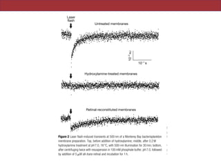 NATURE |VOL 411 |14 JUNE 2001 |www.nature.com
strongly suggests that this protein has a signi®cant role in the
Laser
flash
Untreated membranes
Hydroxylamine-treated membranes
Retinal-reconstituted membranes
10–3
AU
10–1
s
Figure 2 Laser ¯ash-induced transients at 500 nm of a Monterey Bay bacterioplankton
membrane preparation. Top, before addition of hydroxylamine; middle, after 0.2 M
hydroxylamine treatment at pH 7.0, 18 8C, with 500-nm illumination for 30 min; bottom,
after centrifuging twice with resuspension in 100 mM phosphate buffer, pH 7.0, followed
by addition of 5 mM all-trans retinal and incubation for 1 h.
M
M
MB
MB
HOT
HOT
0.01
HO
PAL
PAL B
PAL B
PAL E
PAL
PAL
PAL
PAL
M
M
M
M
MB
BA
PAL E
B
HOT
Figure 3 Phylogenetic analysis of the inferred
proteorhodopsin genes. Distance analysis of 22
by neighbour-joining using the PaupSearch pr
10.0 (Genetics Computer Group; Madison, Wis
was used as an outgroup, and is not shown. Sc
per site. Bold names indicate the proteorhodop
this study.
© 2001 Macmillan Magazines Ltd
 