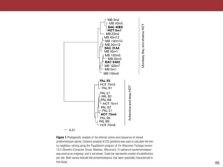 of the surface of a single cell3
. This
nt to produce substantial amounts of
efore, the high density of proteorho-
rane indicated by our calculations
otein has a signi®cant role in the
in amino-acid sequences were not restricted to the hydrophilic
ed membranes
e-treated membranes
stituted membranes
10–3
AU
10–1
s
at 500 nm of a Monterey Bay bacterioplankton
tion of hydroxylamine; middle, after 0.2 M
C, with 500-nm illumination for 30 min; bottom,
n in 100 mM phosphate buffer, pH 7.0, followed
incubation for 1 h.
MB 0m2
MB 0m1
MB 20m2
MB 20m5
MB 40m12
MB 100m9
HOT 75m3
HOT 75m8
0.01
MontereyBayandshallowHOT
AntarcticaanddeepHOT
HOT 75m1
PAL B1
PAL B5
PAL B6
PAL E7
PAL E1
PAL B7
PAL B2
PAL B8
MB 100m10
MB 100m5
MB 100m7
MB 20m12
MB 40m1
MB 40m5
BAC 40E8
BAC 31A8
PAL E6
BAC 64A5
HOT 0m1
HOT 75m4
Figure 3 Phylogenetic analysis of the inferred amino-acid sequence of cloned
proteorhodopsin genes. Distance analysis of 220 positions was used to calculate the tree
by neighbour-joining using the PaupSearch program of the Wisconsin Package version
10.0 (Genetics Computer Group; Madison, Wisconsin). H. salinarum bacteriorhodopsin
was used as an outgroup, and is not shown. Scale bar represents number of substitutions
per site. Bold names indicate the proteorhodopsins that were spectrally characterized in
this study. !55
 