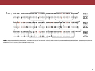788 NATURE |VOL 411 |14 JUNE 2001 |www.nature.com
whereas the total energy decreases. At the surface, the energy peak
is very broad with a half bandwidth between 400 and 650 nm. In
deeper water below 50 m, the peak narrows and the half bandwidth
is restricted to between 450 and 500 nm (Fig. 5). Considering the
different wavelengths absorbed by members of the two different
Figure 4 Multiple alignment of proteorhodopsin amino-acid sequences. The secondary structure shown (boxes for transmembrane helices) is derived from hydropathy plots. Residues
predicted to form the retinal-binding pocket are marked in red.
palE6 (Antarctica), HOT 75m4, HOT 0m1, and BAC 31A8 (Monterey Bay) at 1 h after
retinal addition. Bottom, downwelling irradiance from HOT station measured at six
wavelengths (412, 443, 490, 510, 555 and 665 nm) and at two depths, for the same
depths and date that the HOT samples were collected (0 and 75 m). Irradiance is plotted
relative to irradiance at 490 nm.
© 2001 Macmillan Magazines Ltd
!57
 