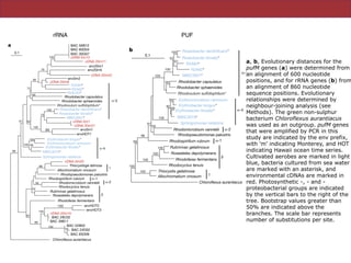 Erythrobacter litoralis*
MBIC3019*
Erythrobacter longus*
Erythromicrobium ramosum
cDNA 0m1
cDNA 20m21
Roseobacter denitrificans*
Roseobacter litoralis*
Rhodovulum sulfidophilum*
100
BAC 39B11
BAC 29C02
cDNA 20m10
BAC 52B02
BAC 65D09
BAC 24D02
99
100
100
54
Rhodoferax fermentans
Allochromatium vinosum
Roseateles depolymerans
Rubrivivax gelatinosus
cDNA 0m20
Rhodospirillum rubrum
56
96
52
67
Thiocystisge latinosa
Rhodomicrobium vannielii
Rhodocyclus tenuis
Rhodopseudomonas palustris
Chloroflexus aurantiacus
Sphingomonas natatoria
Rhodobacter sphaeroides
Rhodobacter capsulatus
BAC 56B12a
b
BAC 60D04
BAC 30G07
R2A84*
R2A163*
cDNA 20m22
cDNA 0m13
cDNA 20m8
R2A62*
cDNA 20m11
0.1
98
72
99
100
76
61
73
100
82
96
β
γ
α-3
α-4
α–1
α-2
env20m1
env20m5
env0m2
MBIC3951*
env0m1
envHOT1
envHOT2
envHOT3
100
99
100
100
100
Roseobacter denitrificans*
Roseobacter litoralis*
R2A84*
0.1
100
52
91
esearch, Rockville, Maryland 20850, USA
ute, Kamaishi Laboratories, Kamaishi City,
........................................................................................
ototrophic bacteria containing bacterio-
quire oxygen for both growth and Bchla
rts suggest that these bacteria are widely
ankton, and that they may account for up
photosynthetic electron transport7
and
obial community8
. Known planktonic
belong to only a few restricted groups
ia a-subclass. Here we report genomic
thetic gene content and operon organiza-
ng marine bacteria. These photosynthetic
ome that most closely resembled those of
b-subclass, which have never before been
ronments. Furthermore, these photosyn-
ly distributed in marine plankton, and
itic bacterioplankton assemblages, indi-
nti®ed phototrophs were photosyntheti-
ta demonstrate that planktonic bacterial
ply composed of one uniform, widespread
otrophs, as previously proposed8
; rather,
ain multiple, distantly related, photo-
erial groups, including some unrelated
types.
uired for the formation of bacteriochloro-
ystems in aerobic, anoxygenic, photo-
re clustered in a contiguous, 45-kilobase
n (superoperon)6
. These include bch and crt
nzymes of the bacteriochlorophyll and
pathways, and the puf genes coding for
harvesting complex (pufB and pufA) and
ex (pufL and pufM). To better describe the
planktonic, anoxygenic, photosynthetic
surface-water bacterial arti®cial chromo-
BAC 39B11
BAC 29C02
cDNA 20m10
BAC 52B02
BAC 65D09
BAC 24D02
99
100
100
54
67
Chloroflexus aurantiacus
b
envHOT2
envHOT3
100
Roseobacter denitrificans*
Roseobacter litoralis*
MBIC3951*
R2A84*
R2A62*
Rhodovulum sulfidophilum*
Rhodobacter sphaeroides
Rhodobacter capsulatus
Erythromicrobium ramosum
Erythrobacter litoralis*
MBIC3019*
Sphingomonas natatoria
Erythrobacter longus*
Rhodomicrobium vannielii
Rhodopseudomonas palustris
Rhodospirillum rubrum
Roseateles depolymerans
Rubrivivax gelatinosus
Rhodoferax fermentans
Rhodocyclus tenuis
Allochromatium vinosum
Thiocystis gelatinosa
Chloroflexus aurantiacus
0.1
α-3
α-4
α-2
α-1
β
γ
100
100
100
100
100
100
69
98
61
65
100
82
95
69
100
52
91
100
95
Figure 1 Phylogenetic relationships of pufM gene (a) and rRNA (b) sequences of AAP
bacteria. a, b, Evolutionary distances for the pufM genes (a) were determined from an
alignment of 600 nucleotide positions, and for rRNA genes (b) from an alignment of 860
nucleotide sequence positions. Evolutionary relationships were determined by neighbour-
joining analysis (see Methods). The green non-sulphur bacterium Chloro¯exus
aurantiacus was used as an outgroup. pufM genes that were ampli®ed by PCR in this
study are indicated by the env pre®x, with `m' indicating Monterey, and HOT indicating
Hawaii ocean time series. Cultivated aerobes are marked in light blue, bacteria cultured
from sea water are marked with an asterisk, and environmental cDNAs are marked in red.
Photosynthetic a-, b- and g-proteobacterial groups are indicated by the vertical bars to
rRNA PUF
a, b, Evolutionary distances for the
pufM genes (a) were determined from
an alignment of 600 nucleotide
positions, and for rRNA genes (b) from
an alignment of 860 nucleotide
sequence positions. Evolutionary
relationships were determined by
neighbour-joining analysis (see
Methods). The green non-sulphur
bacterium Chloroflexus aurantiacus
was used as an outgroup. pufM genes
that were amplified by PCR in this
study are indicated by the env prefix,
with 'm' indicating Monterey, and HOT
indicating Hawaii ocean time series.
Cultivated aerobes are marked in light
blue, bacteria cultured from sea water
are marked with an asterisk, and
environmental cDNAs are marked in
red. Photosynthetic -, - and -
proteobacterial groups are indicated
by the vertical bars to the right of the
tree. Bootstrap values greater than
50% are indicated above the
branches. The scale bar represents
number of substitutions per site.
 