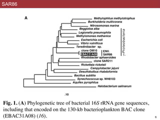 SAR86
Available ge-
cient to iden-
f the proteo-
nments from
al rhodopsins
gly different.
igin, whereas
me halophiles
s greater than
o determine
s retinal, we
herichia coli
n in the pres-
g the protein
on (Fig. 3A).
membranes of
opsin apopro-
520 nm was
ubation (Fig.
e peak at 520
nm half-band-
was generated
proteorhodop-
e presence of
bandwidth is
n absorption
ins. The red-
370 nm in the
onated Schiff
umably to the
Htr (22, 23)]. Although sequence analysis of
proteorhodopsin shows moderate statistical
support for a specific relationship with sen-
cle. The transport rhodopsins (bacteriorho-
dopsins and halorhodopsins) are character-
ized by cyclic photochemical reaction se-
onMay18,2010www.sciencemag.orgDownloadedfrom
!6
Fig. 1. (A) Phylogenetic tree of bacterial 16S rRNA gene sequences,
including that encoded on the 130-kb bacterioplankton BAC clone
(EBAC31A08) (16).
 
