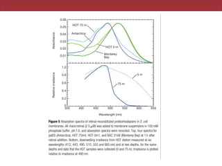 opsins. Furthermore, palE6
to its Monterey Bay
d transport of protons in
udich et al., manuscript in
Antarctica (E. F. DeLong,
in primers, and sequenced
ary sequence analyses based
ate that, despite differences
on spectra, the Antarctic
cterium highly related to
bacteria of Monterey Bay10
om the HOT station were
mples. Most proteorhodop-
ce waters belonged to the
he amino-acid level) to the
. In contrast, most of the
within the Antarctic clade
om the HOT station, HOT
E. coli and their absorption
m their primary sequences,
th the Antarctic clade gave
whereas the proteorhodop-
e gave a green (527-nm)
al North Paci®c gyre, most
with maximal intensity near
s maintained over depth,
he surface, the energy peak
tween 400 and 650 nm. In
ows and the half bandwidth
m (Fig. 5). Considering the
mbers of the two different
advantage at different points along the depth-dependent light
0.06
0.05
0.04
0.03
0.02
0.01
1.0
0.8
0.6
0.4
0.2
0
350 400
75 m
5 m
Monterey
Bay
HOT 0 m
HOT 75 m
Antarctica
450 500
Wavelength (nm)
RelativeirradianceAbsorbance
550 600 650
Figure 5 Absorption spectra of retinal-reconstituted proteorhodopsins in E. coli
membranes. All-trans retinal (2.5 mM) was added to membrane suspensions in 100 mM
phosphate buffer, pH 7.0, and absorption spectra were recorded. Top, four spectra for
palE6 (Antarctica), HOT 75m4, HOT 0m1, and BAC 31A8 (Monterey Bay) at 1 h after
retinal addition. Bottom, downwelling irradiance from HOT station measured at six
wavelengths (412, 443, 490, 510, 555 and 665 nm) and at two depths, for the same
depths and date that the HOT samples were collected (0 and 75 m). Irradiance is plotted
relative to irradiance at 490 nm.
 