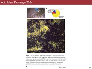 Acid Mine Drainage 2004
clones).
The ﬁrst step in assignment of scaffolds to organism types was to
represent a nearly complete genome of
uncultured Ferroplasma species distinct
this as Ferroplasma type II. The dominan
was unexpected before the genomic analy
We assigned the roughly 3£ coverage
Leptospirillum group III on the basis of rRN
up to 31 kb, totalling 2.66 Mb). Comparis
those assigned to Leptospirillum group
sequence divergence and only locally co
ﬁrming that the scaffolds belong to a rel
Leptospirillum group II. A partial 16S rR
Sulfobacillus thermosulﬁdooxidans was
assembled reads, suggesting very low cov
any Sulfobacillus scaffolds .2 kb were a
grouped with the Leptospirillum group II
We compared the 3£ coverage, low Gþ
4.12 Mb) to the fer1 genome in order to
types (Supplementary Fig. S6). Scaffold
identity to fer1 were assigned to an enviro
I genome (170 scaffolds up to 47 kb in
1.48 Mb of sequence). The remaining
scaffolds are tentatively assigned to G-pla
in this bin (62 kb) contains the G-plasma
scaffolds assigned to G-plasma comprise
partial 16S rRNA gene sequence from A-pl
unassembled reads, suggesting low covera
scaffolds from A-plasma .2 kb would be
bin. Although eukaryotes are present in th
in low abundance in the bioﬁlm studied.
eukaryotes have been detected.
As independent evidence that the Lep
Ferroplasma type II genomes are nearly co
complement of transfer RNA synthetases
An almost complete set of these genes
Leptospirillum group III. The G-plasma bin
set of tRNA synthetases, consistent with in
scaffolds. In addition, we established
group II, Leptospirillum group III, Ferrop
type II and G-plasma bins contained onl
Figure 1 The pink bioﬁlm. a, Photograph of the bioﬁlm in the Richmond mine (hand
included for scale). b, FISH image of a. Probes targeting bacteria (EUBmix; ﬂuorescein
isothiocyanate (green)) and archaea (ARC915; Cy5 (blue)) were used in combination with a
probe targeting the Leptospirillum genus (LF655; Cy3 (red)). Overlap of red and green
(yellow) indicates Leptospirillum cells and shows the dominance of Leptospirillum.
c, Relative microbial abundances determined using quantitative FISH counts.
NATURE | doi:10.1038/na2 ©2004 NaturePublishing Group !65
 
