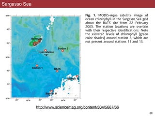 Sargasso Sea
two groups of scaffolds representing two dis-
tinct strains closely related to the published
at depths ranging from 4ϫ to 36ϫ (indicated
with shading in table S3 with nine depicted in
Fig. 1. MODIS-Aqua satellite image of
ocean chlorophyll in the Sargasso Sea grid
about the BATS site from 22 February
2003. The station locations are overlain
with their respective identiﬁcations. Note
the elevated levels of chlorophyll (green
color shades) around station 3, which are
not present around stations 11 and 13.
Fig. 2. Gene conser-
vation among closely !68
http://www.sciencemag.org/content/304/5667/66
 