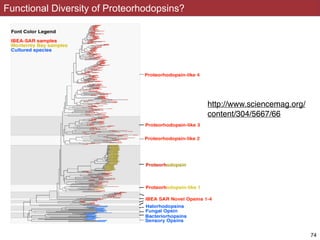 Functional Diversity of Proteorhodopsins?
!74
http://www.sciencemag.org/
content/304/5667/66
 