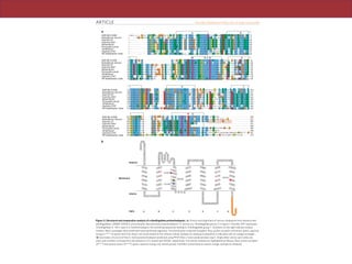 ARTICLE NATURE COMMUNICATIONS | DOI: 10.1038/ncomms1188
NATURE COMMUNICATIONS | 2:183 | DOI: 10.1038/ncomms1188 | www.nature.com/naturecommunications
© 2011 Macmillan Publishers Limited. All rights reserved.
SAR-86 31A08
Karlodinium micrum
Oxyrrhis 27
Oxyrrhis 5001
Alexandrium
Pyrocystis lunula
‘Amphioxus’
Oxyrrhis 2197
XR Salinibacter ruber
1
1
1
1
1
1
1
1
1
75
71
62
62
62
62
62
57
62
M K L L L I L G SV I A L P T F A A G G G DL DA SDY T GV SF WL V T A A L L A S TV F F FV ER DR V S AK WK T S LT V S GL V T G I A F WH
- - - - M GA PM S S TK PV DN P A DA F L QP ND GV A I S F WI I S I A M I A A T A F F FA EA ST VK AHWK T T LH V G A L V T LV A G VH
- - - - - - - - - - - M A P LA Q DWT YA EW SA V Y NA L S F- G I - A GM G S AT I F FW LQ L P NV T K NY RT A L T I T G I V T L I A T Y H
- - - - - - - - - - - M A P LA GD F S YG EW NA V Y NA L S F- G I - A AM G S AT V F FW LQ L P NV T R SY RT A L T I T G I V TW I A T Y H
- - - - - - - - - - - M A P I P DG F S YG QW SV V YN A L SF - G I - A A MG SA T I F F WL Q L PN V S K S YR TA L T I T G I V T F I A T YH
- - - - - - - - - - - M A P I P DG FT YG QW SL V Y N S L S F- G I - A GM GC AT I F FW LQ L P NV SK SY RT A L T I T G LV T A I A T Y H
- - - - - - - - - - - M A P LP EG VT YG QW LA V Y NA L S F- G I - A AM G S CM I F VW LQ MP QV KK QY RT A L A I T G LV V A I A T YH
- - - - - - - - - - - M GV HT WS RS EA G S QE T L FA I - - - - - - - F V I F A I A F L WV L L L SQ Q S K SK KY Y Y VS AA I L AV A A CA
- - - - - - - - - - - M LQ EL PT LT PG QY SL V F NM F S FT V- - A T MT A S FV F F V L AR N N VA P K YR I S MM V S A L V V F I A G YH
76
72
63
63
63
63
63
58
63
131
128
135
134
135
135
136
118
130
Y MY MR GV W- - - - - - - - - - - - - - - - - - I ET GD SP T V FR Y I DW L L T V P L L I C E FY L I L A A A T N V A - G SL FK K L L V G S
Y MY MR EY W- - - - - - - - - - - - - - - - - - VQ VH A S P I V Y R Y VDWS I T VP LQ M I E F N L I L KA A GK T T SS AM FW K L L LG T
Y FR I F N S WV A A FN V G LG V- N G AY EV T V SG T P FN DA Y R YV DW L L T V P L L LV EL I L V M K L PA K E T- V C LAWT LG I A S
Y FR I F N S WV EA F E VQ EY - - HG AY LV KV SG T P FN DA Y R YV DW L L T V P L L L I E L I L V M K L P S GE T- A A MG T K LG LA S
Y FR I F N S WV EA FN V T N SG G - G DY T V K L T G AP FN DA Y R YV DW L L T V P L L LV EL I L V M K L PA EQ T - T S MS WK LG FA S
Y VR I F N S WV DA FK V V NV NG - G DY T V T L L G AP FN DA Y R YV DW L L T V P L L L I E L I L V M K L PK A E T- V K L S WN L G VA S
Y VR I F N S WN A A FD V T NG G GQ GE YT VK LT GA P F ND A Y R Y VDWL L T VP L L L I E L I L V M G L PA D E T- A S LG W KL GV SS
Y Y - - FM AW- - GY G I L D N- - - GQ A- - W HT DG KH L F WL RY LDWL I T T PL L L LD L A L L AG LD FW ET - G F- - - - I I L MD
Y FR I T SS WEA A Y A LQ N- - - - GM Y - - Q PT GE L F ND A Y R Y VDWL L T VP L L T V EL V L V M G L PK N E R- GP LA A K L GF LA
132
129
136
135
136
136
137
119
131
200
197
205
204
206
205
206
184
203
L V M L V FG YM G E AG - - I M A - - - AW PA F I I G CL AW VY M I Y E LWA G EG K S AC NT A S P- A V Q S AY NT MM Y I I I F G WA I Y
V VM L L FG Y L GE I A - - V V P- - - K L I G F I L G MC GW F F I L N E I F LG EA G G TA K D C S E- A I S S A F SNMR L I V T VG WA I Y
A VM V A L G YP GE IQ DD L S V- - - RW FWWA C A MV P F VY V V GT LV V GL GA A - T A K QP E- GV V DL V SA A RY LT VV SW LT Y
A VM V A L G YP GE IQ DN L A V - - - RW G WWA L AM I P F F YV V YS L L SG LG EA - T A R QP E- SV GG LV SA A RY LT A V SW LT Y
A LM V A L G YP GE IQ DD L T V- - - RW VWWG LA M I P F C YV V YE LV V GL ND A - T K RQ A S AT V S S LI S S AR Y L T V I S WC TY
A VM V A L G YP GE IQ DD L L V - - - RW FWWA M A M I P FY YV V V TL V N G L SD A - T A KQ PD - S VK SL V V TA RY LT V I SW LT Y
A LM V A L G YP GE IQ D D N S Q- - - RW I WWA L A M I P F C YV V NT L L V G L S GA - T ER QP A - A A KG L I V K AR Y L T A I S WL T Y
M LM I T A G Y I GA ST EQ FV - - - - - WQG FG V S MV F F I L V L GY L- - GD GV L- A L D E DS - K NT GT A R NL FW LT V L I W CT Y
A LM I V LG YP GE V S EN A A L F GT RG LW GF L S T I P F VW I L Y I L F TQ L G D- T I Q R QS S- R V ST L L GN A R L L L LA T W GF Y
201
198
206
205
207
206
207
185
204
249
251
262
241
239
262
256
251
273
P VG Y F T G Y- - - - - L MG DG GS A L N L - N L I Y N L A D F VN K I L F GL I I - W NV A V K E SS NA - - - - - - - - - - - - - - - - - - -
P LG YV LG M- - - - - M I G S- - E GD V F LN V T YN I A D F VN K I A F V L AC - W SC AK T D SA SK T D A L L P - - - - - - - - - - - - -
P FV Y I V K N- - - - - I G L AG ST A T MY EQ I G Y SA A DV T A K A V F GV L I - WA I A N A K SR L E E EG K L RA - - - - - - - - - - - -
P FV Y I I K N- - - - - VG LA GP VA T I Y E Q I GY SV A D V V AK LY T V F- - - - - - - - - - - - - - - - - - - - - - - - - - - - - - - - -
P FV Y I V K D- - - - - I G L SG PT A T MY EQ VG Y S VA EV V AK G- - - - - - - - - - - - - - - - - - - - - - - - - - - - - - - - - - - - -
P GV Y I I K S- - - - - M G L AG N I A T T YE QV GY SV A D V V AK AV FG V L I - WA I A A GK SD E E EK NG L L G- - - - - - - - - - - -
P FV Y I I K M- - - - - VG L S GA FA T C A E Q I GY S I SD V T A K AV FG V L I - WA I A A A K S ED E- - - - - - - - - - - - - - - - - - -
P LY FV L E HT - - - - M G L S- - - - T F Q E I L CY G I SD V L AK VV FA L V LV YN FD D D DE PA V YQ Q Q MV VMQ Q Q QP MV T T I G
P I A Y M I P MA FP EA FP SN T P GT I V A L QV GY T I A D V L AK AG YG V L I - Y N I A K A K S E E EG FN V S EM V E PA T A SA - - - -
A B
C D
E F
G
SAR-86 31A08
Karlodinium micrum
Oxyrrhis 27
Oxyrrhis 5001
Alexandrium
Pyrocystis lunula
‘Amphioxus’
Oxyrrhis 2197
XR Salinibacter ruber
SAR-86 31A08
Karlodinium micrum
Oxyrrhis 27
Oxyrrhis 5001
Alexandrium
Pyrocystis lunula
‘Amphioxus’
Oxyrrhis 2197
XR Salinibacter ruber
SAR-86 31A08
Karlodinium micrum
Oxyrrhis 27
Oxyrrhis 5001
Alexandrium
Pyrocystis lunula
‘Amphioxus’
Oxyrrhis 2197
XR Salinibacter ruber
Exterior
Interior
N
Y
V
A
S
W
E
A
Y
T
W
D
QA
L
P
A
M
A L S
F G I
A G M
G S A
T I F
F W L
Q
L
P N V T K N Y R
T
A
L T I
T G I
V T L
I A T
Y H Y
F R I
F
N
S
W
V
A
A F
N
V
G
L
G
V
N
G
A
Y
E
V
T
V
S
G
T P
F
N
D
A Y
R
Y V
D W L L
T V P
L L L
V E L
I L V
M K L
P A K E
T V C L
A W T
L G I
A S A
V M V
A L G
Y
P
G E I Q D D L S V
R
W
F W W
A C A
M V P
F V Y
V V G
T L V
V
G
L
G
A
A
T A K Q P E G V V
D
L
V
S
A
A
R Y L T
V V S
W L T
Y P F
V Y I
V K N
I
G
L A G S T A T M Y
E
Q
I G Y S
A A D
V T A
K A V
F G V
L I W
A
I
A
N
A
K
S
R
L
E
E
E
G K
L
R
A
101/97
112/108
A B C D E F G
109/105
Helix
Membrane 237/231
Figure 2 | Structural and comparative analysis of a dinoﬂagellate proteorhodopsin. (a) Amino-acid alignment of various rhodopsins from bacteria and
dinoﬂagellates: SAR86-31A08 is a functionally characterized proteorhodopsin1
; K. micrum is a ‘Dinoﬂagellate group 2’ in Figure 1; Oxyrrhis 2197 represents
‘Dinoﬂagellate 3’; XR S. ruber is a Xanthorhodopsin; the remaining sequences belong to ‘Dinoﬂagellate group 1’. Numbers on the right indicate residue
number. Black rectangles show predicted transmembrane segments. Functional sites (coloured triangles): blue, proton acceptor and donor; green, spectral
tuning (L109/105
for green and Q for blue); red, lysine linked to the cofactor retinal. Epitope for antibody preparation is indicated with an orange rectangle.
(b) Secondary structure of the O. marina proteorhodopsin predicted using PHD (http://www.predictprotein.org/). Single-letter amino-acid codes are
used, and numbers correspond to the positions in O. marina and 31A081
, respectively. Functional residues are highlighted as follows. Blue: proton acceptor
(D101/97
) and proton donor (E112/108
); green: spectral tuning; red: retinal pocket; red ﬁlled: lysine linked to retinal; orange: epitope for antibody.
 