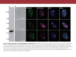 ARTICLENATURE COMMUNICATIONS | DOI: 10.1038/ncomms1188
Rhodopsin function requires the prosthetic group retinal, sug-
gesting that retinal biosynthesis should also be present in O. marina.
a distinctive transit peptide19
. There is no evidence of such a pep-
tide on any O. marina rhodopsin gene, arguing against a location
DIC Rhodopsin MitoTracker DAPI Merge
260
60
40
30
20
15
Figure 3 | Cellular localization of proteorhodopsin in O. marina cells. (a) Western blot of total O. marina protein probed with an antibody raised against
the C-terminal peptide of the proteorhodopsin OM27 from O. marina. Expected protein size is 28kDa. (b) Localization of proteorhodopsin in O. marina
cells using immunoﬂuorescence assay with the same antibody. Antibody signal forms small irregular and ring-like structures independent of mitochondria
in O. marina. Three independent cells are shown, each showing (left to right) differential interference contrast (DIC) light micrograph, anti-OM27
proteorhodopsin, MitoTracker staining, Hoechst 33258 staining for DNA and a merge of all four. White bar=10 m. See Supplementary Movies 1–4 for a
360° video rendering. DAPI, 4,6-diamidino-2-phenylindole.
 