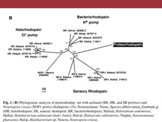 p-
of
is
on
d-
he
ff
he
e-
ll
s-
r-
in
).
as
10
yl
i-
n-
e-
i-
et
o-
of
g-
es
ng
o-
be
Fig. 1. (A) Phylogenetic tree of bacterial 16S rRNA gene sequences, including that encoded on the
130-kb bacterioplankton BAC clone (EBAC31A08) (16). (B) Phylogenetic analysis of proteorhodop-
sin with archaeal (BR, HR, and SR preﬁxes) and Neurospora crassa (NOP1 preﬁx) rhodopsins (16).
Nomenclature: Name_Species.abbreviation_Genbank.gi (HR, halorhodopsin; SR, sensory rhodopsin;
BR, bacteriorhodopsin). Halsod, Halorubrum sodomense; Halhal, Halobacterium salinarum (halo-
bium); Halval, Haloarcula vallismortis; Natpha, Natronomonas pharaonis; Halsp, Halobacterium sp;
Neucra, Neurospora crassa.
Fig. 1. (B) Phylogenetic analysis of proteorhodop- sin with archaeal (BR, HR, and SR preﬁxes) and
Neurospora crassa (NOP1 preﬁx) rhodopsins (16). Nomenclature: Name_Species.abbreviation_Genbank.gi
(HR, halorhodopsin; SR, sensory rhodopsin; BR, bacteriorhodopsin). Halsod, Halorubrum sodomense;
Halhal, Halobacterium salinarum (halo- bium); Halval, Haloarcula vallismortis; Natpha, Natronomonas
pharaonis; Halsp, Halobacterium sp; Neucra, Neurospora crassa.
 