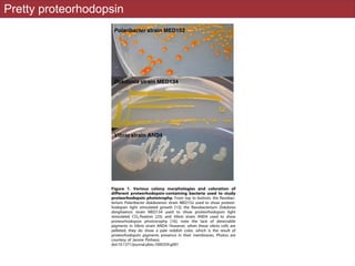 Pretty proteorhodopsin
marine bacterioplankton could be substantial given the
famine’’ existence experienced by many of these
The Vibrio/proteorhodopsin model system is likely to
her secrets on the nature and function of proteorho-
tosytems in bacteria that are usually (but erroneously)
as strict heterotrophs not capable of utilizing light at all.
is study [16] adds an important new result, it certainly
lve the whole puzzle of proteorhodopsin photophysiol-
dering the staggering variety of genetic, physiological
nmental contexts in which proteorhodopsin and related
ns are found, a great variety of light-dependent
rategies are likely to occur in the natural microbial
example, in 2005, a new type of bacterial rhodopsin
(xanthorhodopsin) was discovered in the salt-loving bacterium
Salinibacter ruber [28]. Xanthorhodopsin is a proton-pumping
retinal protein/carotenoid complex in which the carotenoid
A Decade of Proteorhodopsin
ones
First proteorhodopsin gene found in uncultured
SAR86 using metagenomics; proteorhodopsin
ight-driven proton pump activity confirmed in
heterologous E. coli cells [4].
Proteorhodopsin presence confirmed directly in
he ocean using laser flash photolysis [5].
Proteorhodopsin genes also found in other
bacterial groups [8].
Enormous diversity of proteorhodopsin genes
ound in the Sargasso Sea using metagenomics [9].
Retinal biosynthesis pathways found in metage-
nomic data and confirmed using E. coli cells [10].
Proteorhodopsin genes are found in ‘Canditatus
Pelagibacter ubique’ (SAR11), the most abundant
bacterium on earth; environmental SAR11 proteor-
hodopsin presence confirmed using metaproteo-
mics [11].
Proteorhodopsin genes found in uncultured
marine Archaea [12].
First indication of proteorhodopsin light-depen-
dent growth in cultured Flavobacteria [13] (see
Figure 1 for colony morphologies and pigmenta-
ion).
Proteorhodopsin genes found in non-marine
environments [14,15].
Proteorhodopsin phototrophy directly confirmed
using a genetic system in marine Vibrio sp. [16]
Figure 1. Various colony morphologies and coloration of
different proteorhodopsin-containing bacteria used to study
proteorhodopsin phototrophy. From top to bottom, the flavobac-
terium Polaribacter dokdonensis strain MED152 used to show proteor-
hodopsin light stimulated growth [13]; the flavobacterium Dokdonia
donghaensis strain MED134 used to show proteorhodopsin light
stimulated CO2-fixation [23]; and Vibrio strain AND4 used to show
proteorhodopsin phototrophy [16]; note the lack of detectable
pigments in Vibrio strain AND4. However, when these vibrio cells are
pelleted, they do show a pale reddish color, which is the result of
proteorhodopsin pigments presence in their membranes. Photos are
courtesy of Jarone Pinhassi.
doi:10.1371/journal.pbio.1000359.g001
Biology | www.plosbiology.org 3 April 2010 | Volume 8 | Issue 4 | e1000359
 