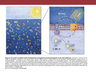 Figure 2. An artist’s rendition of the fundamental arrangement of proteorhodopsin in the cell membrane. Left panel: a cartoon (not to
scale) of planktonic bacteria in the ocean water column. Right panel: a simple view of one potential proteorhodopsin energy circuit. (1)
Proteorhodopsin – uses light energy to translocate protons across the cell membrane. (2) Extracellular protons – the excess extracellular protons
create a proton motive force, that can energetically drive flagellar motility, transport processes, or ATP synthesis in the cell. (3) Proton-translocating
ATPase – a multi-protein membrane-bound complex that can utilize the proton motive force to synthesize 5. Adenosine triphosphate (ATP, a central
high energy biochemical intermediate for the cell) from 4. Adenosine triphosphate (ADP, a lower energy biochemical intermediate). Illustration by
Kirsten Carlson, ß MBARI 2001.
doi:10.1371/journal.pbio.1000359.g002
 