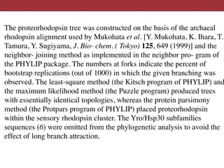 The proteorhodopsin tree was constructed on the basis of the archaeal
rhodopsin alignment used by Mukohata et al. [Y. Mukohata, K. Ihara, T.
Tamura, Y. Sugiyama, J. Bio- chem. ( Tokyo) 125, 649 (1999)] and the
neighbor- joining method as implemented in the neighbor pro- gram of
the PHYLIP package. The numbers at forks indicate the percent of
bootstrap replications (out of 1000) in which the given branching was
observed. The least-square method (the Kitsch program of PHYLIP) and
the maximum likelihood method (the Puzzle program) produced trees
with essentially identical topologies, whereas the protein parsimony
method (the Protpars program of PHYLIP) placed proteorhodopsin
within the sensory rhodopsin cluster. The Yro/Hsp30 subfamilies
sequences (6) were omitted from the phylogenetic analysis to avoid the
effect of long branch attraction.
 