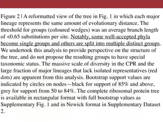 Figure 2 | A reformatted view of the tree in Fig. 1 in which each major
lineage represents the same amount of evolutionary distance. The
threshold for groups (coloured wedges) was an average branch length
of <0.65 substitutions per site. Notably, some well-accepted phyla
become single groups and others are split into multiple distinct groups.
We undertook this analysis to provide perspective on the structure of
the tree, and do not propose the resulting groups to have special
taxonomic status. The massive scale of diversity in the CPR and the
large fraction of major lineages that lack isolated representatives (red
dots) are apparent from this analysis. Bootstrap support values are
indicated by circles on nodes—black for support of 85% and above,
grey for support from 50 to 84%. The complete ribosomal protein tree
is available in rectangular format with full bootstrap values as
Supplementary Fig. 1 and in Newick format in Supplementary Dataset
2.
 