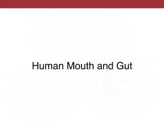 Human Mouth and Gut
 