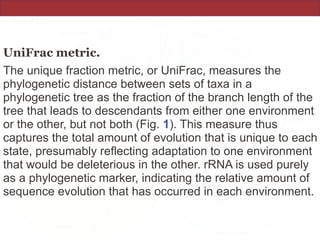 UniFrac metric.
The unique fraction metric, or UniFrac, measures the
phylogenetic distance between sets of taxa in a
phylogenetic tree as the fraction of the branch length of the
tree that leads to descendants from either one environment
or the other, but not both (Fig. 1). This measure thus
captures the total amount of evolution that is unique to each
state, presumably reflecting adaptation to one environment
that would be deleterious in the other. rRNA is used purely
as a phylogenetic marker, indicating the relative amount of
sequence evolution that has occurred in each environment.
 