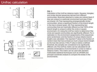 Unifrac calculation
FIG. 1.
Calculation of the UniFrac distance metric. Squares, triangles,
and circles denote sequences derived from different
communities. Branches attached to nodes are colored black if
they are unique to a particular environment and gray if they
are shared. (A) Tree representing phylogenetically similar
communities, where a significant fraction of the branch length
in the tree is shared (gray). (B) Tree representing two
communities that are maximally different so that 100% of the
branch length is unique to either the circle or square
environment. (C) Using the UniFrac metric to determine if the
circle and square communities are significantly different. For n
replicates (r), the environment assignments of the sequences
were randomized, and the fraction of unique (black) branch
lengths was calculated. The reported P value is the fraction of
random trees that have at least as much unique branch length
as the true tree (arrow). If this P value is below a defined
threshold, the samples are considered to be significantly
different. (D) The UniFrac metric can be calculated for all
pairwise combinations of environments in a tree to make a
distance matrix. This matrix can be used with standard
multivariate statistical techniques such as UPGMA and
principal coordinate analysis to compare the biotas in the
environments.
 