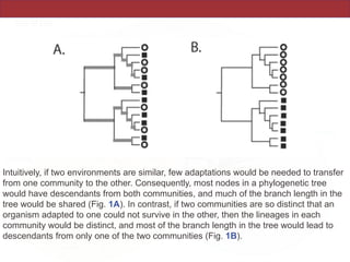 Intuitively, if two environments are similar, few adaptations would be needed to transfer
from one community to the other. Consequently, most nodes in a phylogenetic tree
would have descendants from both communities, and much of the branch length in the
tree would be shared (Fig. 1A). In contrast, if two communities are so distinct that an
organism adapted to one could not survive in the other, then the lineages in each
community would be distinct, and most of the branch length in the tree would lead to
descendants from only one of the two communities (Fig. 1B).
 