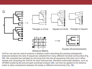 UniFrac can also be used to produce a distance matrix describing the pairwise phylogenetic
distances between the sets of sequences collected from many different microbial communities (Fig.
1D). We compared two samples by removing from the tree all sequences that were not in either
sample and computing the UniFrac for each reduced tree. Standard multivariate statistics, such as
UPGMA clustering (9) and principal coordinate analysis (23), can then be applied to the distance
matrix to allow comparisons between the biotas in different environments (Fig. 1D).
 
