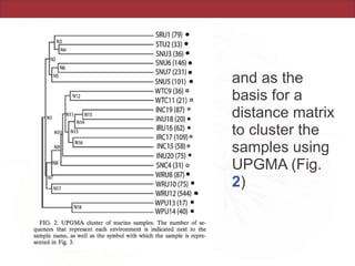 and as the
basis for a
distance matrix
to cluster the
samples using
UPGMA (Fig.
2)
 