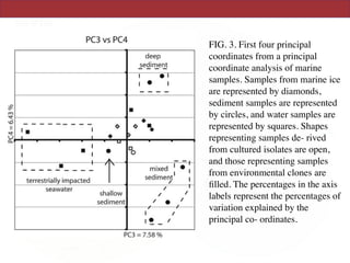 water (WTC9) and cultured and uncu
(INC15 and INU20).
Cultured and uncultured sea ice ba
other and with the other cultured iso
ciation is well supported by jackknif
node that groups the cultured and
together (Fig. 2, N10) is recovered 10
sequences per sample (note that at this
ice samples are still in the tree because
sequences). Pairwise signiﬁcance tests
environments further support this obs
cultured component of the Antarctic i
not differ signiﬁcantly from environm
same sample (INU18).
In contrast, bacteria cultured from
seawater (WTC11 and WTC9) cluster
ples rather than with environmental
studies (SNU3 and WTU10) in the U
vation is again supported by jackknife
31 sequences, SNC4 clusters with the o
64% of the time (Table 3, N9) but nev
exclusively with the sediment samples
FIG. 3. First four principal coordinates from a principal coordinate
nalysis of marine samples. Samples from marine ice are represented
For each node in the UPGMA tree (Fig. 2)
percentages of trials (n ϭ 100) that the node occu
was represented by only 17, 20, 31, 36, 40, or 58 s
names correspond to the node labels in Figure 2
FIG. 3. First four principal
coordinates from a principal
coordinate analysis of marine
samples. Samples from marine ice
are represented by diamonds,
sediment samples are represented
by circles, and water samples are
represented by squares. Shapes
representing samples de- rived
from cultured isolates are open,
and those representing samples
from environmental clones are
ﬁlled. The percentages in the axis
labels represent the percentages of
variation explained by the
principal co- ordinates.
 