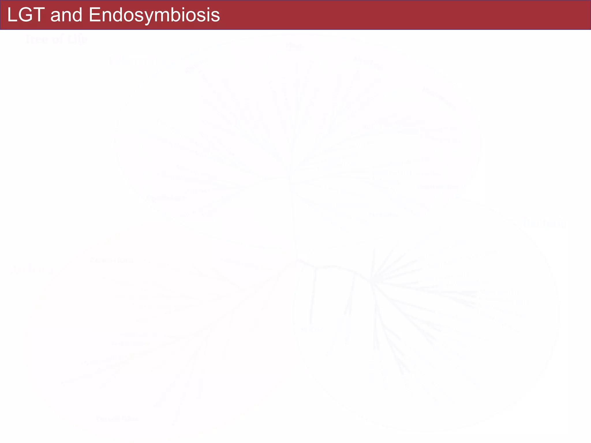 LGT and Endosymbiosis
 