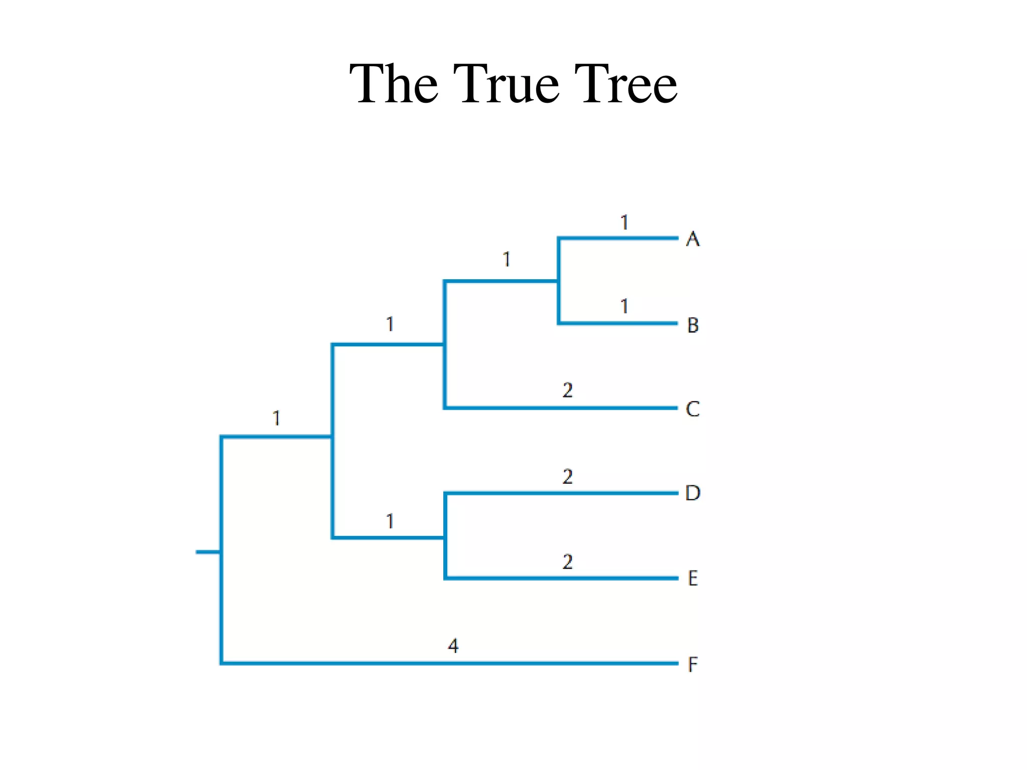 The True Tree
 