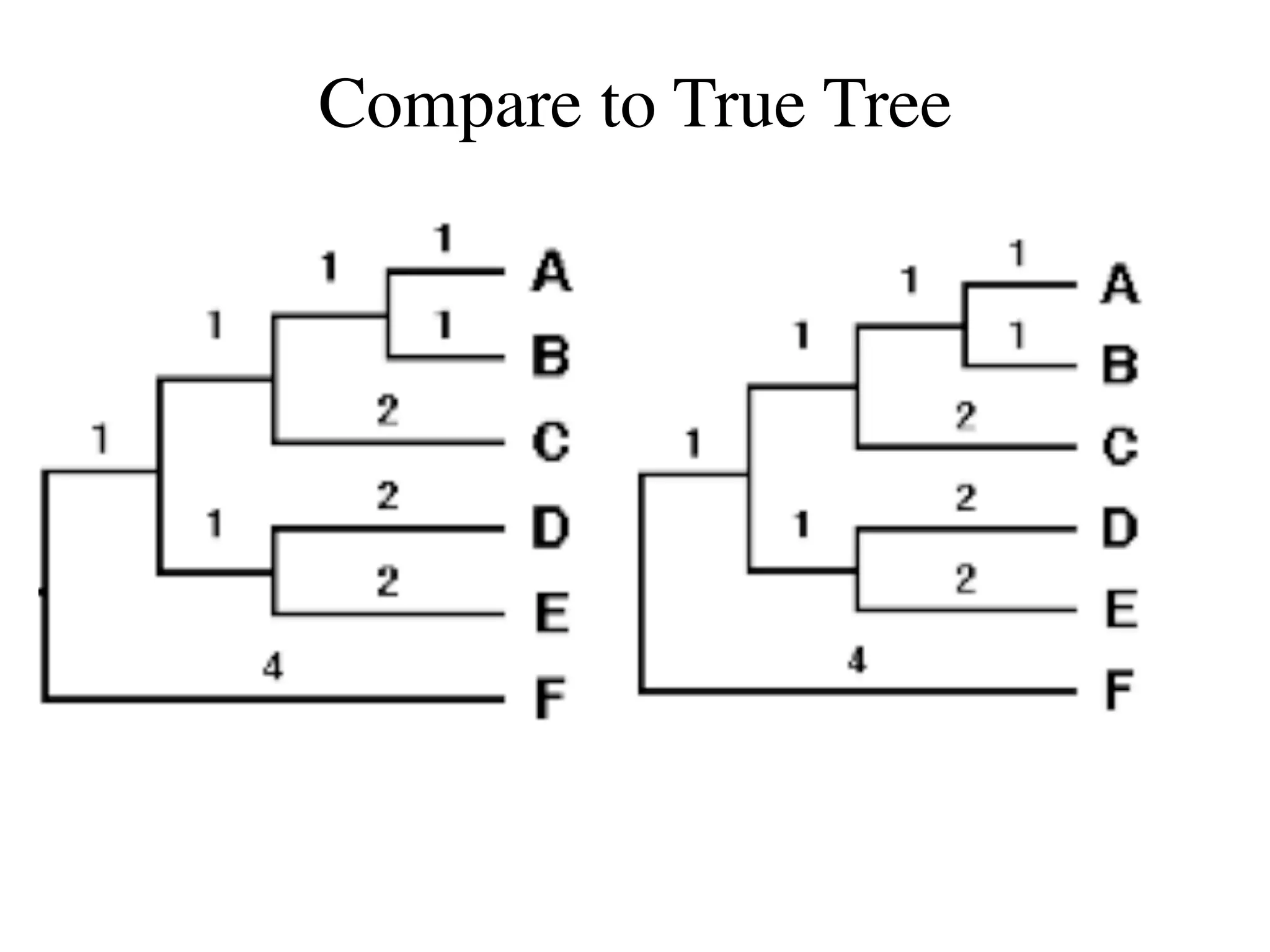 Compare to True Tree
 