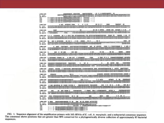 rP2 cccgggatccaagcttACGGCTACCTTGTTACGACTT Most eubacteria
rP3 cccgggatccaagcttACGGATACCTTGTTACGACTT Fusobacteria (and most eubacteria)
a Primer abbreviations: f, forward; r, reverse; D, distal; P, proximal. All primer sequences are presented in 5' to 3' orientation. Linker sequences containing restriction
sites for cloning are designated in lowercase letters. The "f' series of linkers all contain EcoRI and SalI sites, and the "r" series all contain HindIJl, BamHI, and XmaI
recognition sequences. Reverse primers produce sequences complimentary to the rRNA. Primers rPl, rP2, and rP3 are identical except for the 17th base from the 3'
end. Under most amplification conditions, they should be functionally equivalent. Primer rP2 has the sequence corresponding to the greatest diversity of bacteria.
CONS=90% AGAGUUUGAUC UGGCUCAG GAACGCUGGCGG - GC U A ACAUGCAAGUCG CG
E. coli AAAUUGAAGAGUUUGAUCAUGGCUCAGAUUGAACGCUGGCGGCA--GGCCUAACACAUGCAAGUCGAACGGUAACAGGAAGAAGCUUGC
An. marg i agaguuugauccuggcucagAACGAACGCUGGCGGCA-AGCUUAACACAUGCAAGUCGAACGGACCGUAUACGCAGCUUGC
fDl 5' ccaattcgtcgacaacAGAG¶TTGATCCTGGCTCAG-3' (extend)>
fD2 5 'ccqaattcgtcgacaacAGAGTITGATCATGGCTCAG-3' (extend) ---->
fD3 5'ccqaattcgtcgacaacAGAGTl'GATCCTGGCTrAG-3' (extend) ---->
fD4 5' ccqaattcgtcgacaacAGAATTGATC'ITGGTTCAG-3' (extend) ---->
CONS=90% G GGC ACGGGUG GUAA U A U CC GG A A C GAAA UAAUACC AU
E. coli UUCUUUGCUGACGAGUGGCGGACGGGUGAGUAAUGUCUGGGAAACUGCCUGAUGGAGGGGGAUAACUACUGGAAACGGUAGCUAAUACCGCAUAACGUCG
An. zuargi UGCGUGUAUGGUUAGUGGCAGACGGGUGAGUAAUGCAUAGGAAUCUACCUAGUAGUAUGGGAUAGCCACUAGAAAUGGUGtGUAAUACUGUAUAAUCCUG
CONS=90% AAAG GA AU AG U GUUGG GGUAA GGC ACCAAG C A GA U
E. coli CAAGACCAAAGAGCGGGACCUUCGGGCCUCUUGCCAUCGGAUGUGCCCAGAUGGGAUUAGCUAGUAGGUGGGGUAACGGCUCACCUAGGCGACGAUCCCU
An. marqi C-GGGGGAAAGA--------UUUA-----UCGCUAUUAGAUGAGCCUAUGUCAGAUUAGCUAGUUGGUGGGGUAAUGGCCUACCAAGGCGGUGAUCUGU
CONS=90% A C G CUGAGAGG GA C G CACA UGG ACUGAGACACGG CCA ACUCCUACGGGAGGCAGCAGU GGAAU UU CAAUGG G AA CU
E. col i AGCUGGUCUGAGAGGAUGACCAGCCACACUGGAACUGAGACACGGUCCAGACUCCUACGGGAGGCAGCAGUGGGGAAUAUUGCACAAUGGGCGCAAGCCU
An .margi AGCUGGUCUGAGAGGAUGAUCAGCCACACUGGAACUGAGACACGGUCCAGACUCCUACGGGAGGCAGCAGUGGGGAAUAUUGGACAAUGGWGCAAGCCU
CONS=90% GA AGC A GCCGCGUG GA GA G U GG GUAAA CU U GA G UGAC UA
E. coli GAUGCAGCCAUGCCGCGUGUAUGAAGAAGGCCUUCGGGUUGUAAAGUACUUUCAGCGGGGAGGAAGGGAGUAAAGUUAAUACCUUUGCUCAUUGACGUUA
An.margi GAUCCAGCUAUGCCGCGUGAGUGAGGAAGGCCUUAGGGUUGUAMAACUCUUUCAGUAGGGAAGAU-------------------------MUGACGGUA
CONS=90% A AAGC CGGCUAACU GUGCCAGCAGCCGCGGUMUAC AGG GC AGCGUU CGGA U A UGGGCGUAAAG G G AGG G
E. coli CCCGCAGAAGAAGCACCGGCUAACUCCGUGCCAGCAGCCGCGGUAAUACGGAGGGUGCAAGCGUUAAUCGGMUUACUGGGCGUAAAGCGCACGCAGGCG
An.margi CCUACAGAAGAAGUCCCGGCAAACUCCGUGCCAGCAGCCGCGGUAAUACGGAGGGGGCAAGCGUUGUUCGGAMUAUUGGGCGUAAAGGGCAUGUAGGCG
CONS=90% G AGU G GU AAA GCU AAC A AC CU GA AG GG GAAUU GUGUA
E. coli GUUUGUUAAGUCAGAUGUGAAAUCCCCGGGCUCAACCUGGGAACUGCAUCUGAUACUGGCAAGCUUGAGUCUCGUAGAGGGGGGUAGAWUUCCAGGUGUA
An.margi GUUUGGUAAGUUAAAGGUGAAAUACCAGGGCUUAACCCUGGGGCUGCUUUUAAUACUGCAGGACUAGAGUCCGGAAGAGGAUAGCGGAAUUCCUAGUGUA
CONS=90% G GGUGAMU CGUAGA AU A GAA ACC U GCGAAGGC CUGG A UGAC CU A G CGAMGCGUGGGGAGC MCAGA
E. coli GCGGUGAAAUGCGUAGAGAUCUGGAGGAAUACCGGUGGCGAAGGCGGCCCCCUGGACGMGACUGACGCUCAGGUGCGAMGCGUGGGGAGCAMCAGGA
An.margi GAGGUGAAAUUCGUAGAUAUUAGGAGGAACACCAGUGGCGAAGGCGGCUGUCUGGUCCGGUACUGACGCUGAGGUGCGAAAGCGUGGGGAGCAAACAGGA
CONS=90 WUAGAUACCCUGGUAGUCCACGC UAAACGAUG U GU G G AG AACGC UAA CCGCCUGGG
E. coli UUAGAUACCCUGGUAGUCCACGCCGUAAACGAUGUCGACUUGGAGGUUGUGCCCUUGAGGCGUGGCUUCCGGAGCUAACGCGUUAAGUCGACCGCCUGGG
An.marqi UUAGAUACCCUGGUAGUCCACGCUGUAAACGAUGAGUGCUGAAUGUWGGGC-UUUU--GCCUWGUGWGUAgcUAACGCGWAAGCACUCCGCWGGG
CONS=90% AGUACG CGCAAG U AAACUCAAA GAAUUGACGGGG CCCGCACAAGCGG GGAG AUGUGGUUUAAUUCGA G ACGCG GAACCUUACC
E. coli GAGUACGGCCGCMGGUUAAAACUCAAAUGAAUUGACGGGGGCCCGCACAAGCGGUGGAGCAUGUGGUUUAAUUCGAUGCAACGCGAAGAACCUUACCUG
An.margi GACUACGGUCGCAAGACUAMACUCAAAGGAAUUGACGGGGACnCGCACAAGCGGUGGAGCAUGUGGUUUAAUUCGAUGCAACGCGAAAAACCWACCAC
CONS=90% UUGACAU -GA A - - ACAGGUG UGCAUGG UGUCGUCAGCUCGUG CGUGAG U
E. coli GUCUUGACAUCCACGGAA-GUUUUCA-GAGAUGAGAAU-GUGCCWCG-GGAACCGUGAGACAGGUGCUGCAUGGCUGUCGUCAGCUCGUGWGUGAAAU
An.margi UUCUUGACAUGGAGGCUAGAUCCUUCUUAACAGAAGGGCG-CAGUUCGGCUGGGCCUCGCACAGGUGCUGCAUGGCUGUCGUCAGCUCGUGUCGUGAGAU
CONS-90% GUUGGGUUAAGUCCCGCAACGAGCGCAACCC GUU C A C G G ACUC ACUGCC G AA GGAGGAAGG
E. coli GUUGGGUUAAGUCCCGCAACGAGCGCAACCCUUAUCCUUUGUUGCCAGCGGUC-CGGCCGGGAACUCAAAGGAGACUGCCAGUGAUAAACUGGAGMAAGG
An.uargi GUUGGGUUAAGUCCCGCAACGAGCGCAACCCUCAUCCUUAGUUACCAGCGGGUAAUGCCGGGCACUUUAAGGAAACUGCCAGUGAUAAACUGGAGGMGG
CONS-90% G GGA GACGUCAA UC UCAUG CCCUUA G GGGCUACACACGU CUACAAUGG ACA G G GC A G GA AGC AA C
E. coli UGGGGAUGACGUCAAGUCAUCAUGGCCCUUACGACCAGGGCUACACACGUGCUACAAUGGCGCAUACAAAGGAAGCGACCUCGCGAGAAGCGGACC
An.nargi UGGGGAUGAUGUCAAGUCAGCACGGCCCUUAUGGGGUGGGCUACACACGUGCUACAAUGGCGACUACMUAGGUUGCAACGUCGCAAGGCUGAGCUAAUC
CONS-90% AAA UC AGU CGGAU G CUGCAACUCG C UGMG GGA U GCUAGUAAUCG AUCAG A CGGUGAAUACGUUC
E. coli UCAUAAAGUGCGUCGUAGUCCGGAUUGGAGUCUGCAACUCGACUCCAUGAAGUCGGAAUCGCUAGUAAUCGUGGAUCAGAAUGCCACGGUGAAUACGUUC
An. argi CGU-AAAAGUCGUCUCAGUUCGGAUUGUCCUCUGUAACUCGAGGGCAUGAAGUCGGAAUCGCUAGUAAUCGUGGAUCAGCAUGCCACGGUGAAUACGUUC
CONS=90% CGGG CUUGUACACACCGCCCGUCA CA G AG AAG AACC GGA C A GU G
E. coli CCGGGCCUUGUACACACCGCCCGUCACACCAUGGGAGUGGGUUGCAAGAAGUAGGUAGCUUMAACCUUCGGGAGGGCGCUUACCACUUUGUGAUUCAUG
An.suargi UCGGGUCUUGUACACACUGCCCGUCACGCCAUGGGMUUGGCUUCUCGAA GCUGGUGCGCCAACCGUMAGGAGGCAGCCAUUUAAGGUUGGGUCGGUG
CONS=90% A UGGG AAGUCGUAACAAGGUA CC UA GAA UG GG UGGAU ACCUCCUUU
E. coll ACUGGGGUGAAGUCGUAACAAGGUAACCGUAGGGGAACCUGCGGUUGGAUCACCUCCUUA
An. argi ACUGGGGUGAAGUCGUAACAAGGUAGCUGUAGGUGAACCUGCggcuqgaucaccuccuu
rDl (---- (extend) 3'-CCGACCTAGTGGAGGAAttcgaacctagqgccc5'
rPl <---- 3'-TTCAGCATTGTTCCATTGCAttcgaacctaaagccc-5'
rP2 (---- 3'-TTCAGCATTGTTCCATCGGCAttcgaacctaqgqccc-5'
rP3 <---- 3'-TTCAGCATTGTTCCATAGGCAttcgaacctagggccc-5'
onFebruary1,2018byguesthttp://jb.asm.org/Downloadedfrom
(1; see Sequenase package insert), including the alkaline
denaturation method recommended by the manufacturer.
For sequencing of amplified material directly, four identi-
cal 100-RI amplification reactions were performed on each
sample, with the resultant material being pooled and purified
(see above). A 500-ng amount of template (amplification
product) was combined with 10 ng of primer, 2 ,ul of
Sequenase buffer, and water to 10 ,ul. This sample was held
at 98°C for 7 min and cooled to room temperature for 1 min,
and then the labeling reaction was performed at either room
temperature or 37°C for 5 min. (These are slight modifica-
tions of the procedures outlined in reference 19.) Chain
elongation was terminated with sample loading buffer, and
sequencing was performed on buffer-gradient gels (1).
Sequencing primers. Sequencing primers useful for con-
served regions within 16S rDNA genes, both forward and
reverse, have been described previously (11, 20). Forward
primers used in this study spanned positions (Escherichia
coli numbers) (4) as follows: 339 to 357, 785 to 805, 907 to
926, 1391 to 1406. Reverse primers included 357 to 342, 536
to 519, 802 to 785, 926 to 907, 1115 to 1100, 1406 to 1392, and
1513 to 1494.
RESULTS AND DISCUSSION
Primers for 16S rDNA gene amplification. The primers
used for amplification ofbacterial 16S rDNA are displayed in
Table 1 as well as in an aligned format in Fig. 1. Their
empirical and theoretical utility are described in Tables 2 and
3. Their implied hybridization is measured against the col-
lection of complete 16S rRNA sequences available to us at
the present time. It would be possible to introduce nucleo-
tide ambiguities during the DNA synthesis of these primers
to obtain a smaller set of primers that would work on
virtually all bacteria, although it is likely that this would
cause the appearance of spurious amplification products.
rPl was substituted for rP2.
A. marginale 16S rRNA. To test the utility of these
methods for phylogenetic study, A. marginale, a member of
the Rickettsiales, was used as an example. A. marginale is
an obligate intracellular, erythrocytic, arthropod-transmitted
parasite whose pathogenic range includes several ruminant
species (16). Previous attempts at sequencing directly from
the RNA isolated from Renografin-purified A. marginale
cells (supplied by J. Samuel, Pullman, Wash.) were unsuc-
cessful (data not shown). Attempts at cloning into lambda
phage vectors also were without success. A DNA prepara-
tion (by standard phenol methods) (13, 14) from this same
gradient-purified material was used for amplification. By
using the generally applicable primer pair, fDl + rDl,
amplification of the 16S rDNA of A. marginale was enabled.
The 16S rRNA sequence determined for A. marginale is
shown in Fig. 1, aligned with E. coli and with the primers.
Approximately 250 nucleotides of sequence were initially
determined directly from PCR-amplified material by using a
primer located at position 519 (E. coli numbers) (4), reading
toward the 5' end of the molecule. After cloning the ampli-
fication product into a pGEM vector, that same sequence
was again determined to validate the accuracy of the direct
sequencing, without disagreement. Aligning the sequence
with the accepted secondary structure (8, 25) indicated a
deleted helix within the 455 to 480 region (E. coli numbers)
(4) characteristic of a few bacterial groups (8, 25). The
complete A. marginale 16S rRNA sequence was determined
from the cloned amplification product. The structure of the
helices between positions 180 and 220 (E. coli numbers) (4)
strongly suggested that this was a member of the alpha
subdivision of the purple bacteria. Similarity and evolution-
ary distance data (Table 4) prove A. marginale to be related
to other Rickettsiales within the alpha subdivision of the
purple bacteria (19, 21), specifically related to the genera
Rickettsia and Ehrlichia (19). A phylogenetic tree displaying
this three-way relationship is shown in Fig. 3.
FIG. 1. Sequence alignment of the amplification primers with 16S rRNAs ofE. coli, A. marginale, and a eubacterial consensus sequence.
The consensus shows positions that are greater than 90% conserved for a phylogenetically diverse collection of approximately 85 bacterial
sequences.
onFebruary1,2018byguesthttp://jb.asm.org/from
 