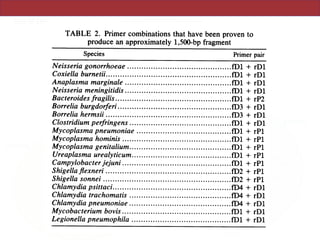 TABLE 2. Primer combinations that have been proven to
produce an approximately l,500-bp fragment
Species Primer pair
Neisseria gonorrhoeae .... ............. fDl + rDl
Coxiella burnetii................. fDl + rDl
Anaplasma marginale .... ............. fDl + rDl
Neisseria meningitidis .................fDl + rDl
Bacteroides fragilis.................. fD + rP2
Borrelia burgdorferi..................fD3 + rDl
Borrelia hermsii..................fD3 + rDl
Clostridium perfringens .... ............. fDl + rDl
Mycoplasma pneumoniae ..... ............ fDl + rPl
Mycoplasma hominis .................fDl + rPl
Mycoplasma genitalium................. fDl + rPl
Ureaplasma urealyticum.................ifD + rPl
Campylobacterjejuni.................itD + rPl
Shigella flexneri .................fD2 + rPl
Shigella sonnei .................fD2 + rPl
Chlamydia psittaci.................. f4 + rDl
Chlamydia trachomatis .... ............. f4 + rDl
Chlamydia pneumoniae .... ............. f4 + rDl
Mycobacterium bovis .................fDl + rDl
Legionella pneumophila .... ............. fDl + rDl
The prime
amplifying
with rPl e
from the pe
nucleotides
3' end.
Amplifica
rial taxa by
in Fig. 2. T
rigorously
get. In gene
yield of ful
intensities
shown in
Bacteroides
lyophilized
within the b
additional P
the ability t
only reacti
the B. frag
shown), the
was
VOL. 173, 1991
 