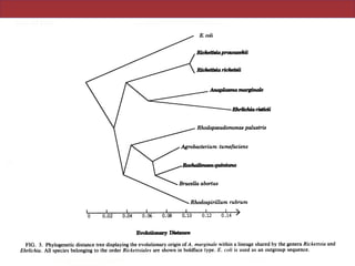 702 WEISBURG ET AL.
E. coli
I I I I I
0 0.02 0.04 0.06 0.08 0.10 0.12 0.14 '
Evoluony De
FIG. 3. Phylogenetic distance tree displaying the evolutionary origin ofA. marginale within a lineage shared by the genera Rickettsia and
Ehrlichia. All species belonging to the order Rickettsiales are shown in boldface type. E. coli is used as an outgroup sequence.
J. BACTERIOL.
 