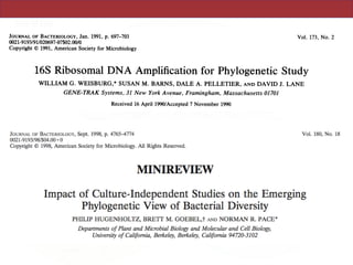 Vol. 173, No. 2JOURNAL OF BACTERIOLOGY, Jan. 1991, p. 697-703
0021-9193/91/020697-07$02.00/0
Copyright © 1991, American Society for Microbiology
16S Ribosomal DNA Amplification for Phylogenetic Study
WILLIAM G. WEISBURG,* SUSAN M. BARNS, DALE A. PELLETIER, AND DAVID J. LANE
GENE-TRAK Systems, 31 New York Avenue, Framingham, Massachusetts 01701
Received 16 April 1990/Accepted 7 November 1990
A set of oligonucleotide primers capable of initiating enzymatic amplification (polymerase chain reaction) on
a phylogenetically and taxonomically wide range of bacteria is described along with methods for their use and
examples. One pair of primers is capable of amplifying nearly full-length 16S ribosomal DNA (rDNA) from
many bacterial genera; the additional primers are useful for various exceptional sequences. Methods for
purification of amplified material, direct sequencing, cloning, sequencing, and transcription are outlined. An
obligate intracellular parasite of bovine erythrocytes, Anaplasma marginale, is used as an example; its 16S
rDNA was amplified, cloned, sequenced, and phylogenetically placed. Anaplasmas are related to the genera
Rickettsia and Ehrlichia. In addition, 16S rDNAs from several species were readily amplified from material
found in lyophilized ampoules from the American Type Culture Collection. By use of this method, the
phylogenetic study of extremely fastidious or highly pathogenic bacterial species can be carried out without the
need to culture them. In theory, any gene segment for which polymerase chain reaction primer design is
possible can be derived from a readily obtainable lyophilized bacterial culture.
The comparison of rRNA sequences is a powerful tool for
deducing phylogenetic and evolutionary relationships among
bacteria, archaebacteria, and eucaryotic organisms. These
sequences have been derived previously by methods includ-
ing oligonucleotide cataloging (6), sequencing of clones,
direct sequencing of RNA by using reverse transcriptase
(11), and sequencing of material amplified by polymerase
chain reaction (PCR) (3, 5, 15). The present study expands
on the use of DNA amplification technology for the study of
5% of this resuspended DNA was put into the PCR amplifi-
cation.
PCR amplification and purification of product. Approxi-
mately 1 to 3 ,ug of genomic DNA was amplified in a 100-pu
reaction by using the Geneamp kit (U.S. Biochemicals,
Cleveland, Ohio; presently, these kits are only available
from Perkin-Elmer Cetus, Norwalk, Conn.). When the ly-
ophilized ampoule DNA was amplified, 1 plI was routinely
used. Conditions consisted of25 to 35 cycles of 95°C (2 min),
http://jb.asm.orgDownloadedfrom
 