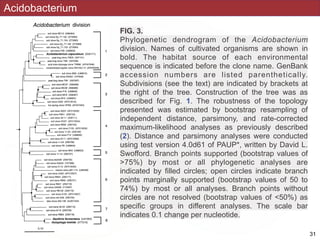Acidobacterium
FIG. 3.
Phylogenetic dendrogram of the Acidobacterium
division. Names of cultivated organisms are shown in
bold. The habitat source of each environmental
sequence is indicated before the clone name. GenBank
accession numbers are listed parenthetically.
Subdivisions (see the text) are indicated by brackets at
the right of the tree. Construction of the tree was as
described for Fig. 1. The robustness of the topology
presented was estimated by bootstrap resampling of
independent distance, parsimony, and rate-corrected
maximum-likelihood analyses as previously described
(2). Distance and parsimony analyses were conducted
using test version 4.0d61 of PAUP*, written by David L.
Swofford. Branch points supported (bootstrap values of
>75%) by most or all phylogenetic analyses are
indicated by filled circles; open circles indicate branch
points marginally supported (bootstrap values of 50 to
74%) by most or all analyses. Branch points without
circles are not resolved (bootstrap values of <50%) as
specific groups in different analyses. The scale bar
indicates 0.1 change per nucleotide.
!31
 