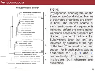 Verrucomicrobia
FIG. 4.
Phylogenetic dendrogram of the
Verrucomicrobia division. Names
of cultivated organisms are shown
in bold. The habitat source of
each environmental sequence is
indicated before the clone name.
GenBank accession numbers are
l i s t e d p a r e n t h e t i c a l l y .
Subdivisions (see the text) are
indicated by brackets at the right
of the tree. Tree construction and
support for branch points was as
described for Fig. 1 and 3,
respectively. The scale bar
indicates 0.1 change per
nucleotide.
!32
 