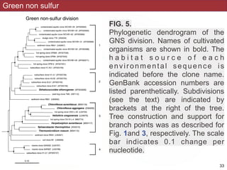 Green non sulfur
FIG. 5.
Phylogenetic dendrogram of the
GNS division. Names of cultivated
organisms are shown in bold. The
h a b i t a t s o u r c e o f e a c h
environmental sequence is
indicated before the clone name.
GenBank accession numbers are
listed parenthetically. Subdivisions
(see the text) are indicated by
brackets at the right of the tree.
Tree construction and support for
branch points was as described for
Fig. 1and 3, respectively. The scale
bar indicates 0.1 change per
nucleotide.
!33
 