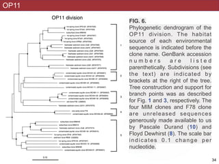 OP11
FIG. 6.
Phylogenetic dendrogram of the
OP11 division. The habitat
source of each environmental
sequence is indicated before the
clone name. GenBank accession
n u m b e r s a r e l i s t e d
parenthetically. Subdivisions (see
the text) are indicated by
brackets at the right of the tree.
Tree construction and support for
branch points was as described
for Fig. 1 and 3, respectively. The
four MIM clones and F78 clone
are unreleased sequences
generously made available to us
by Pascale Durand (10) and
Floyd Dewhirst (8). The scale bar
indicates 0.1 change per
nucleotide.
!34
 
